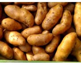 Kartoffeln Lea 2,5 kg
