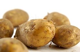 Frühkartoffeln Agria vfk  '40+