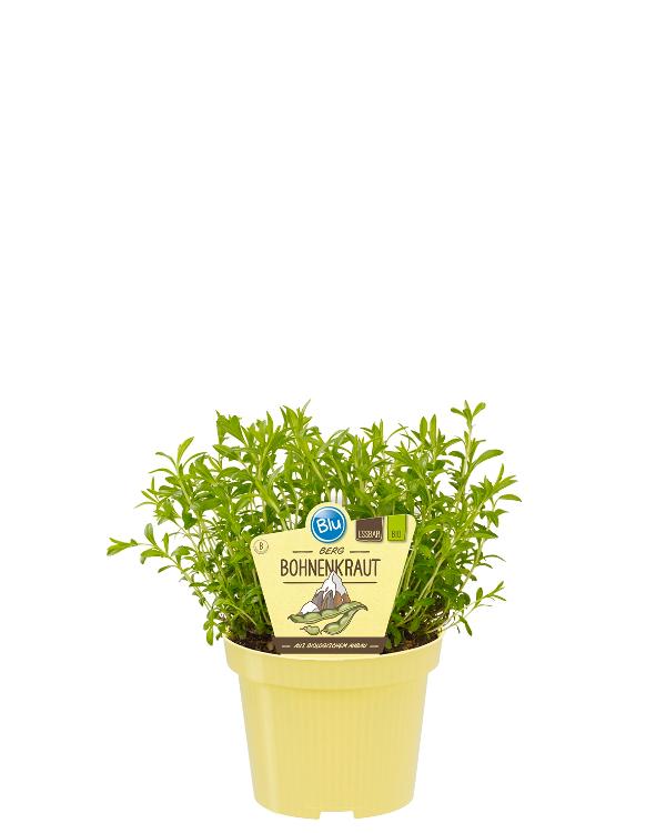 Produktfoto zu Berg Bohnenkraut im Topf BLU Blumen