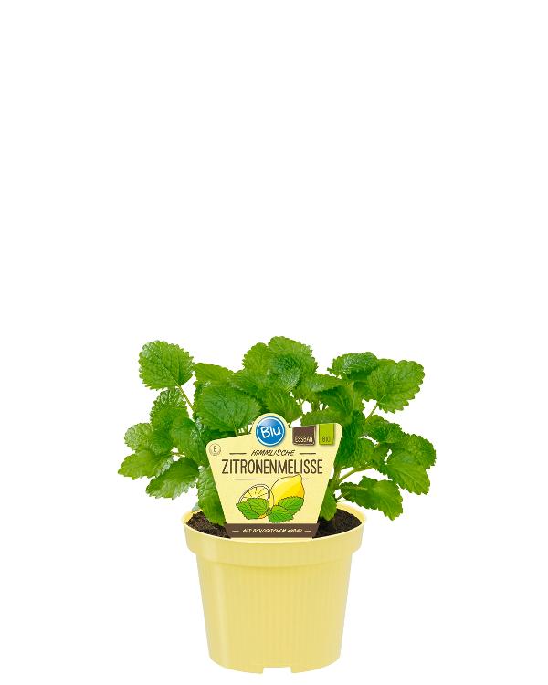 Produktfoto zu Zitronenmelisse im Topf BLU Blumen