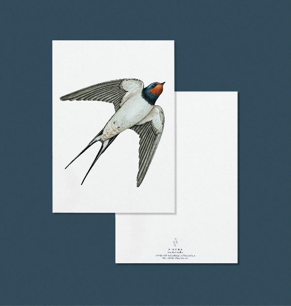Produktfoto zu Postkarte "Rauchschwalbe" Aikona Illustration