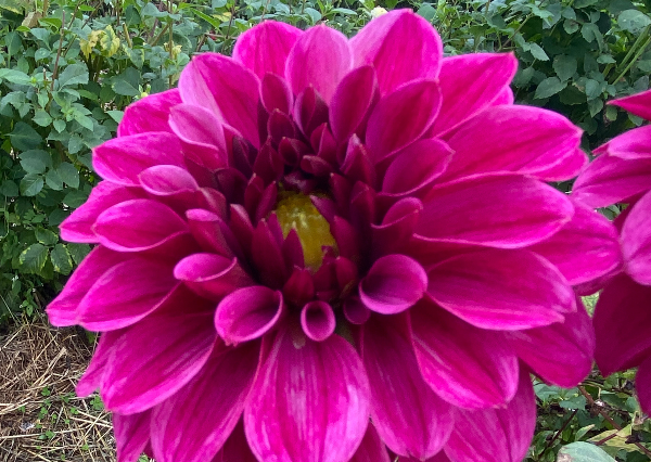 Produktfoto zu Pflanzknolle Dahlie lila Nr. 24