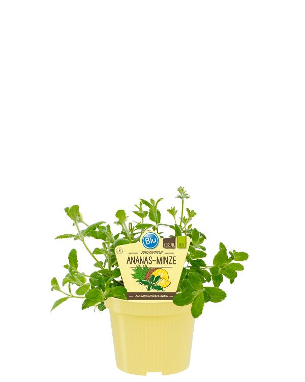 Produktfoto zu Ananasminze im Topf BLU Blumen
