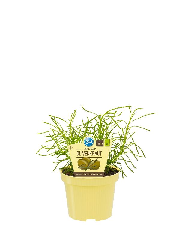 Produktfoto zu Olivenkraut im Topf BLU Blumen