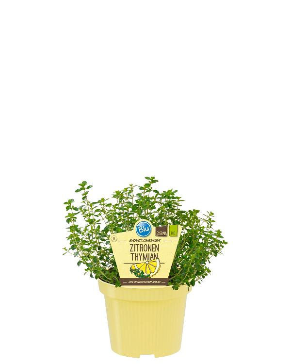 Produktfoto zu Zitronenthymian im Topf BLU Blumen