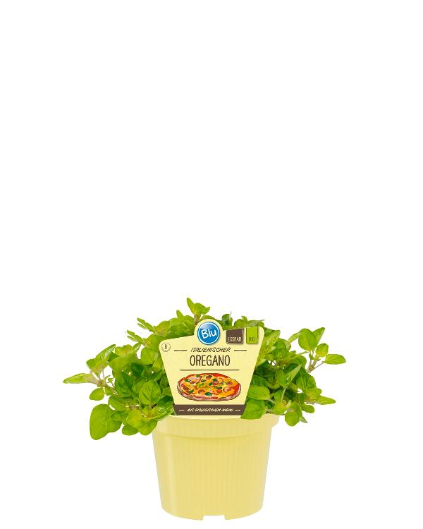 Produktfoto zu Oregano im Topf BLU Blumen