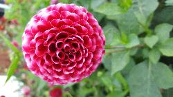 Pflanzknolle Dahlie rosa weiß Nr. 12