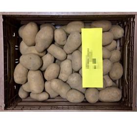 Kartoffeln vfk 6kg - Kiste