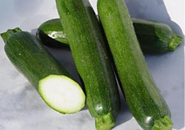 Produktfoto zu Zucchini,  Jungpflanze
