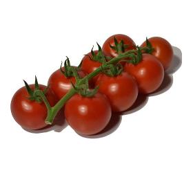 Tomaten Mini-Eierstrauch