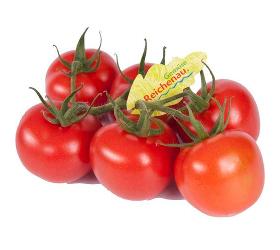 Tomaten Strauch