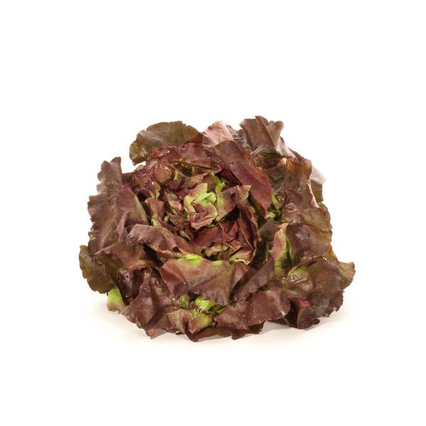 Produktfoto zu Kopfsalat rot