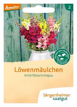 Löwenmäulchen