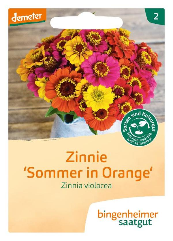 Produktfoto zu Zinnie Sommer in Orange