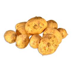 Frühkartoffeln Neue Ernte