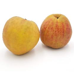 Äpfel Boskoop