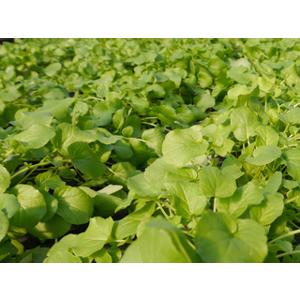 Winterkresse geschnitten