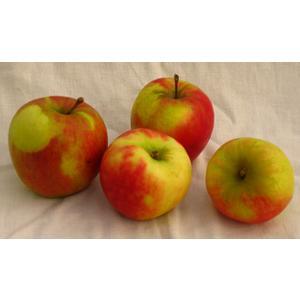 Apfel fürs Büro süß