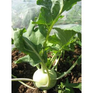 Kohlrabi