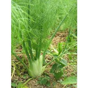 Fenchel