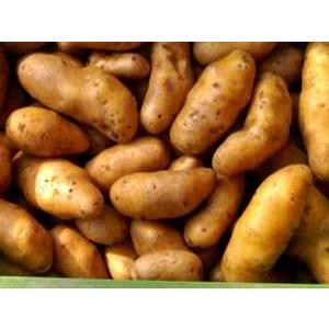 Kartoffeln festkochend