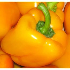 Paprika gelb