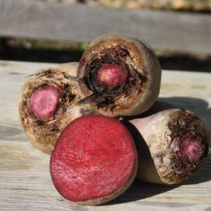 Rote Beete