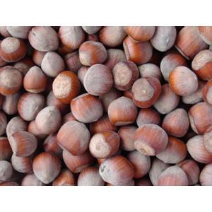 Haselnüsse i.d. Schale