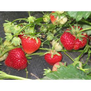 Erdbeeren 250 g