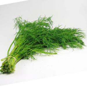 Dill im Topf