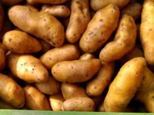 Produktfoto zu Kartoffeln Ottolie vfk, reg