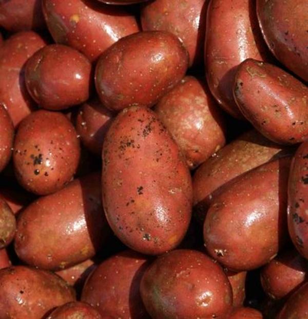 Produktfoto zu Kartoffel rotschalig 2,5 kg