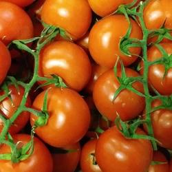 Tomaten der Woche, regional