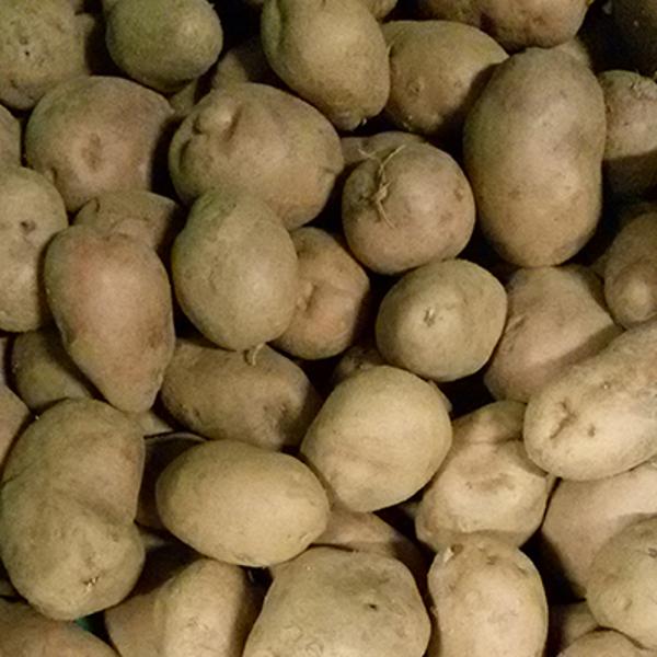 Produktfoto zu Frühkartoffel  Magda