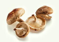 Shiitake