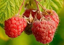 Himbeeren 125 g