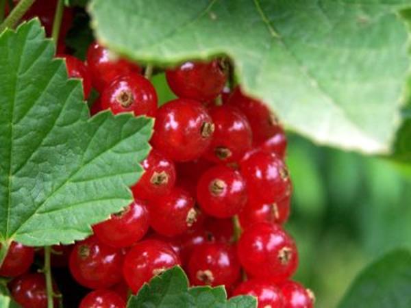 Produktfoto zu Johannisbeeren rot, 250g