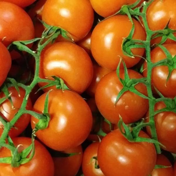 Produktfoto zu Tomaten der Woche, regional