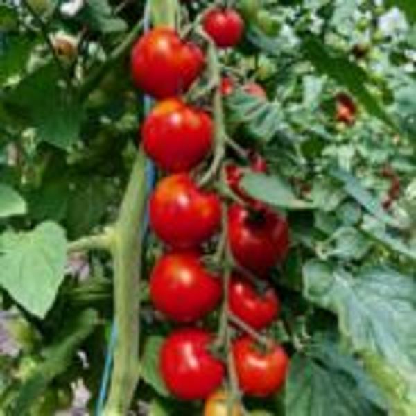 Produktfoto zu Cherry-Tomaten der Woche