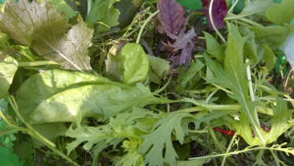 Produktfoto zu Wildkräuter-Salat, regional