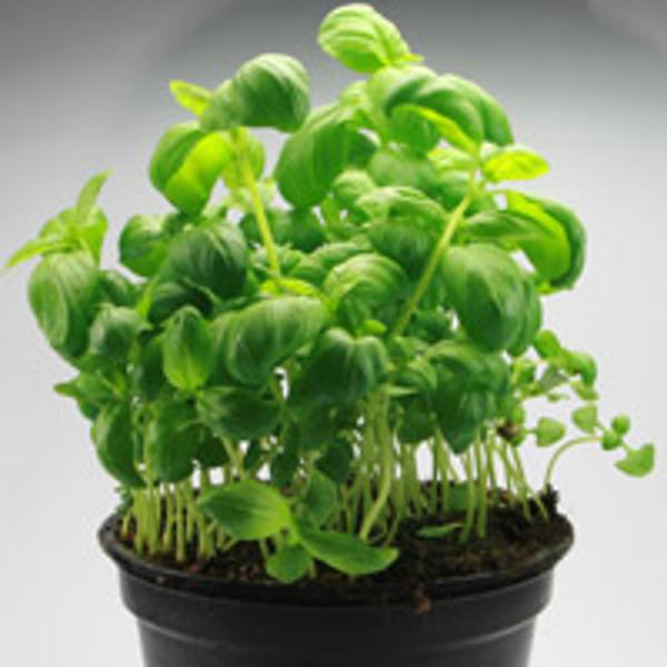 Produktfoto zu Basilikum grün im Topf